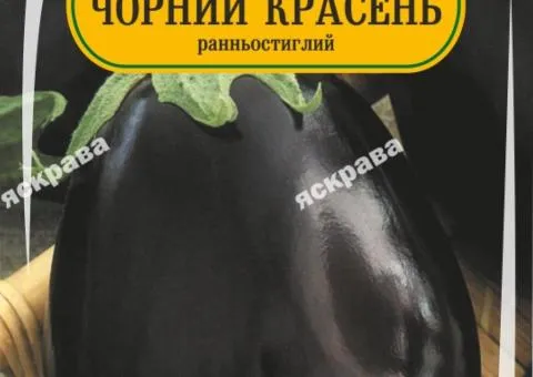 Баклажан Чорний красень 60-90 нас, Насіння, 25 шт.