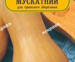 Гарбуз Мускатний 5 нас, Насіння, 25 шт.