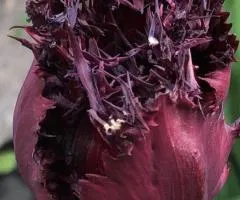 Тюльпан Оторочений Black Jewel 10/11, Бульби та цибулини, 30 шт.