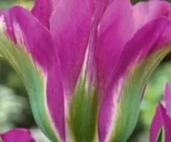 Тюльпан Виридифлора Violet Bird 10/11, Луковицы и клубни, 30 шт.