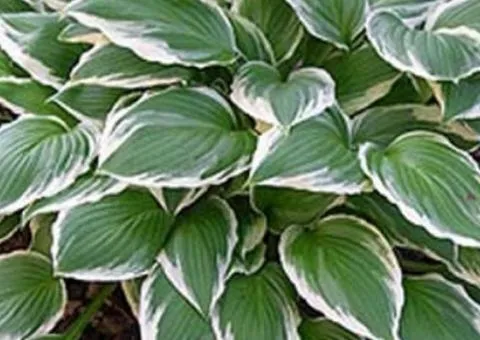 Хоста Undulata Albomarginata (контейнер 0.5 л), Корневища многолетников, 5 шт.