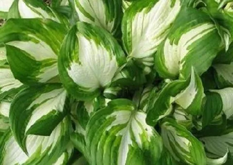 Хоста Undulata Mediovariegata (контейнер 0.5 л), Кореневища многолетников, 5 шт.