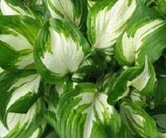 Хоста Undulata Mediovariegata (контейнер 0.5 л), Кореневища многолетников, 5 шт.