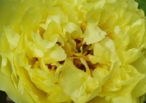 Пион ИТО Yellow Crown (контейнер 2.0 л), Саженцы, 2 шт.