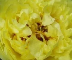 Пион ИТО Yellow Crown (контейнер 2.0 л), Саженцы, 2 шт.