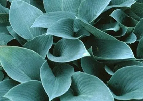 Хоста Canadian Blue (контейнер 0.5 л), Корневища многолетников, 5 шт.