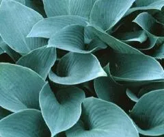 Хоста Canadian Blue (контейнер 0.5 л), Корневища многолетников, 5 шт.
