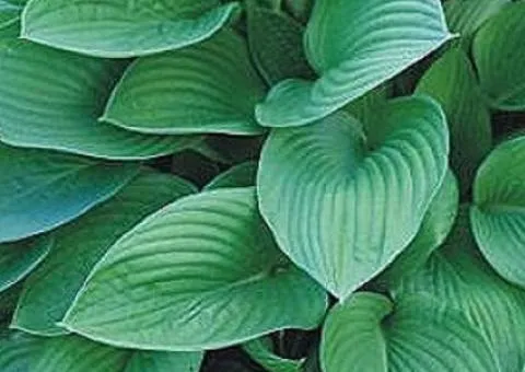 Хоста Fortunei Hyacinthina (контейнер 0.5 л), Кореневища многолетников, 5 шт.