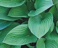 Хоста Fortunei Hyacinthina (контейнер 0.5 л), Кореневища многолетников, 5 шт.