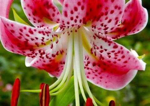 Лилия тигровая свисающая Speciosum Rubrum 16/18, Луковицы и клубни, 5 шт.