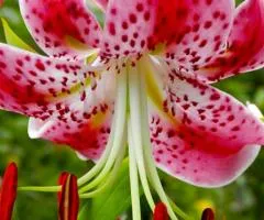 Лилия тигровая свисающая Speciosum Rubrum 16/18, Луковицы и клубни, 5 шт.