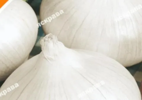 Onion White Queen 1 g, Vegetable Seeds, 20 pcs