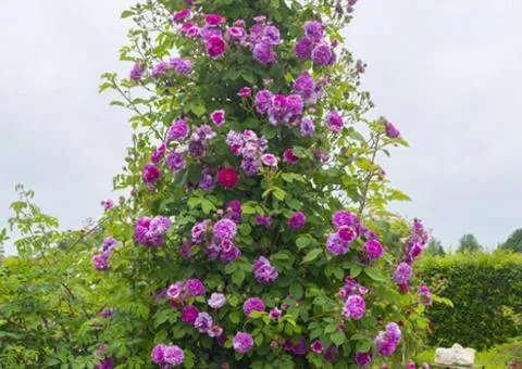 Роза плетистая Violette Parfume (класс А), саженцы, 8 шт.