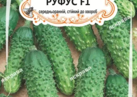 Огірок-корнішон д/ж Руфус F1 (БАНКА) 20-30нас, Насіння, 25 шт.
