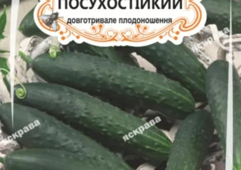 Огірок д/ж Посухостійкий (БАНКА) 20-30нас, Насіння, 25 шт.