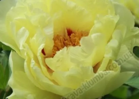 Пион Ито Yellow Heaven (контейнер 2.0 л), Саженцы, 2 шт.