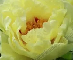 Пион Ито Yellow Heaven (контейнер 2.0 л), Саженцы, 2 шт.