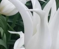 Тюльпан Лилиевидный White Star 10/11, Луковицы и клубнелуковицы, 30 шт.