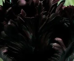 Тюльпан Папуговидный Black Parrot 10/11, Луковицы и клубни, 30 шт.