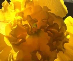 Нарцисс Split corona Gold Disc 10/12 (каперс), клубни и луковицы, 3 шт.