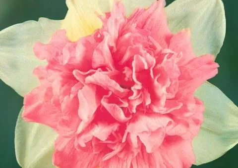 Нарцис махровий Rosy Cloud 10/12 (каперс), Бульби та цибулини, 3 шт.