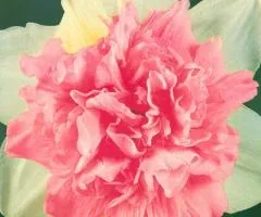 Нарцис махровий Rosy Cloud 10/12 (каперс), Бульби та цибулини, 3 шт.
