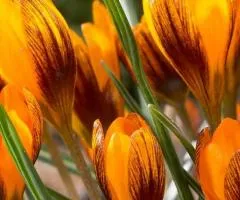 Крокус ботанический Orange Monarch 5/7, Луковицы и клубнелуковицы, 100 шт.