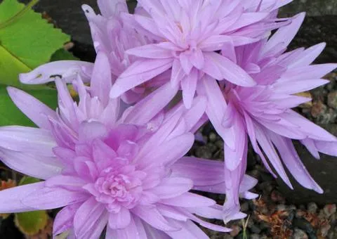 Колхикум Waterlily 14/+, Луковицы и клубни, 5 шт.