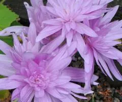 Колхикум Waterlily 14/+, Луковицы и клубни, 5 шт.