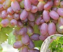 Виноград Преображение (контейнер 2л), Саженцы плодовых, 1 шт.