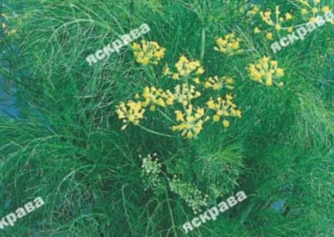 Укроп Амброзия 2.5 г, Семена овощей, 20 шт.