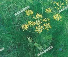 Укроп Амброзия 2.5 г, Семена овощей, 20 шт.