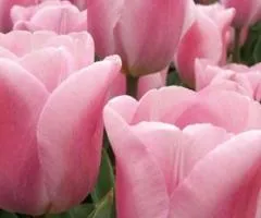 Тюльпан Триумф Synaeda Amor 10/11, Луковицы, 30 шт.