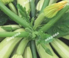 Кабачок Кустовой 20 г, Семена овощей, 10 шт.