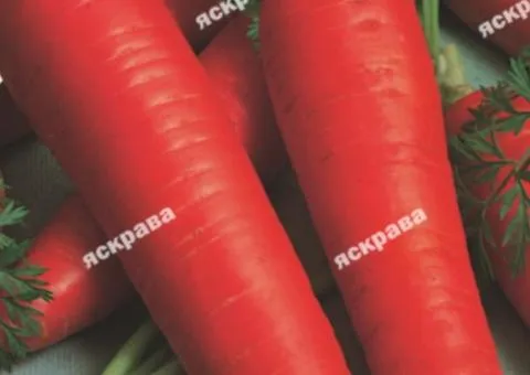 Carrot Artek 15 g, Vegetable Seeds, 10 pcs.
