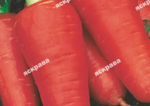 Carrot Karotel 15 g, Vegetable Seeds, 10 pcs.