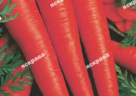 Carrot Red Giant 15 g, Vegetable Seeds, 10 pcs