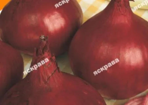 Onion Veselka 5 g, Vegetable seeds, 10 pcs.