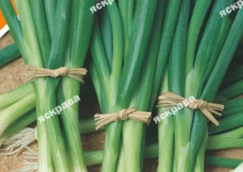 Onion for greens Early Harvest 5 g, Vegetable seeds, 20 pcs