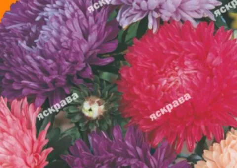 Айстра півонієподібна високоросла суміш 3 г, Насіння квітів, 10 шт.