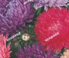 Айстра півонієподібна високоросла суміш 3 г, Насіння квітів, 10 шт.