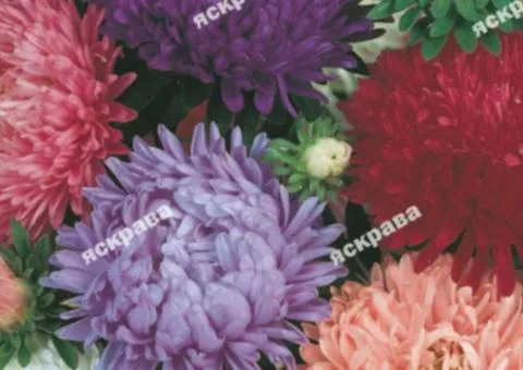 Айстра Півонієподібна низька суміш 3 г, Насіння квітів, 10 шт.