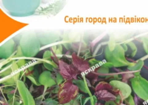 Насіння мікрозелені Базиліка 5 г, Насіння, 10 шт.