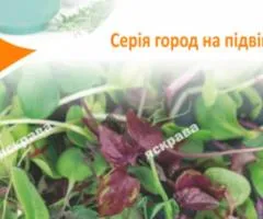 Насіння мікрозелені Базиліка 5 г, Насіння, 10 шт.