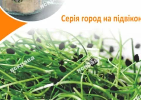 Насіння мікрозелені цибулі Шніт 8 г, Насіння, 10 шт.