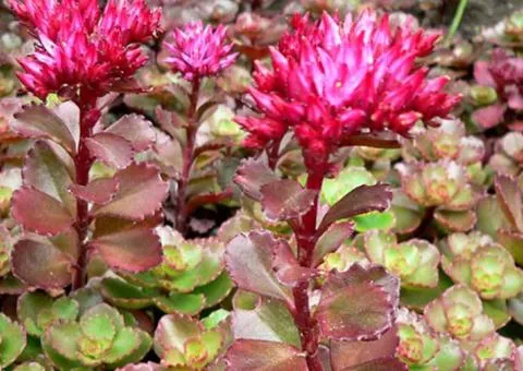 Седум Spurium (контейнер 0.5 л), Саженцы растений, 5 шт.