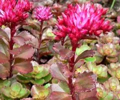 Седум Spurium (контейнер 0.5 л), Саженцы растений, 5 шт.