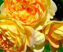 Роза английская плетистая Golden Celebration (класс AA), Саженцы, 6 шт.