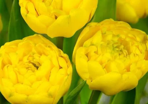 Тюльпан Махровый Yellow Pomponnette 10/11, Луковицы и клубни, 30 шт.