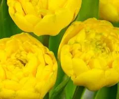 Тюльпан Махровый Yellow Pomponnette 10/11, Луковицы и клубни, 30 шт.